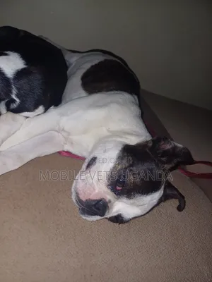 1-3 months Female Purebred Boston Terrier
