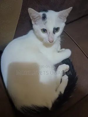 3-6 months Male Purebred Birman