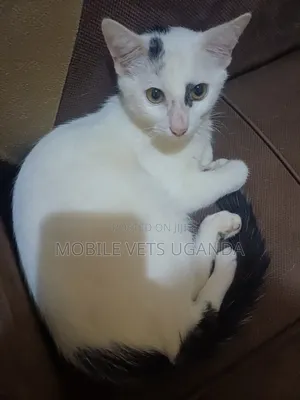 3-6 months Female Purebred Manx