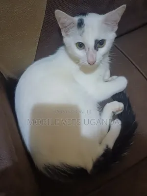1-3 months Female Purebred Cymric