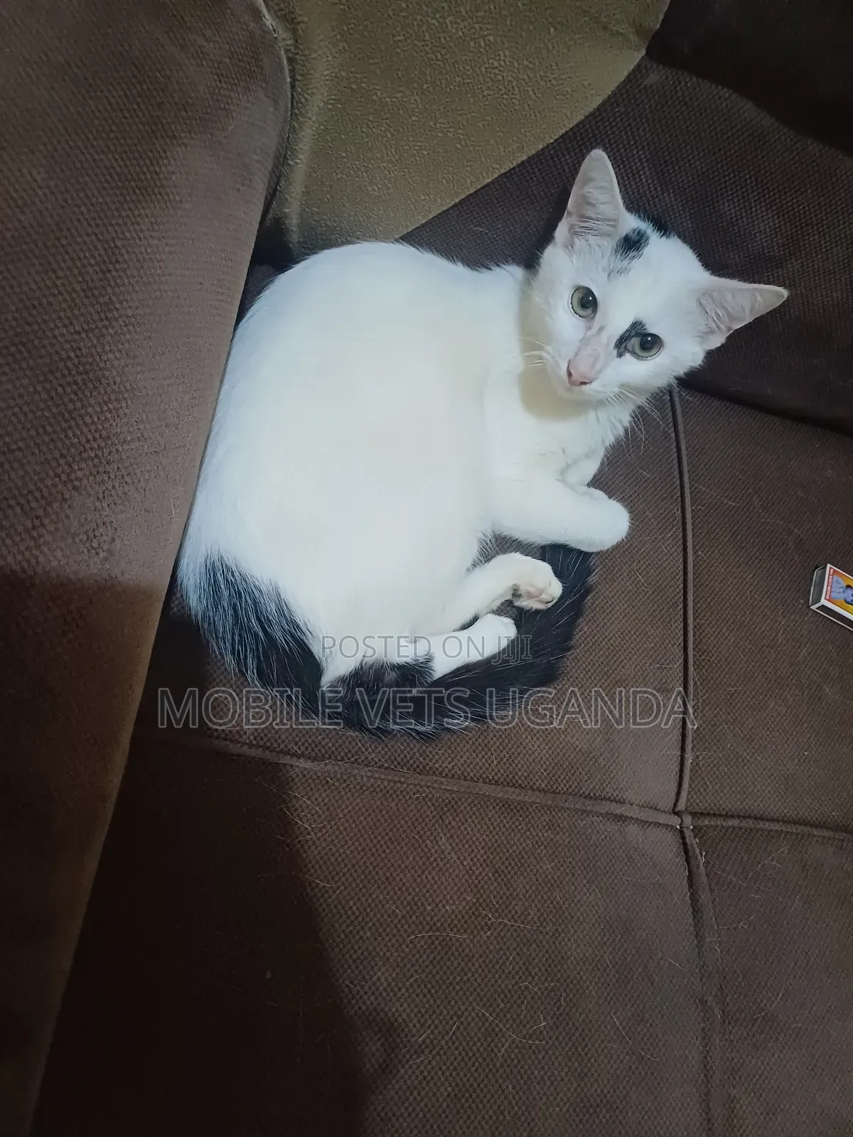 1-3 months Female Purebred Balinese