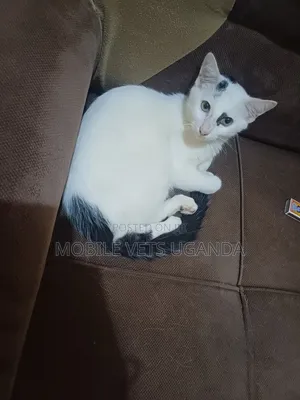 1-3 months Female Purebred Balinese