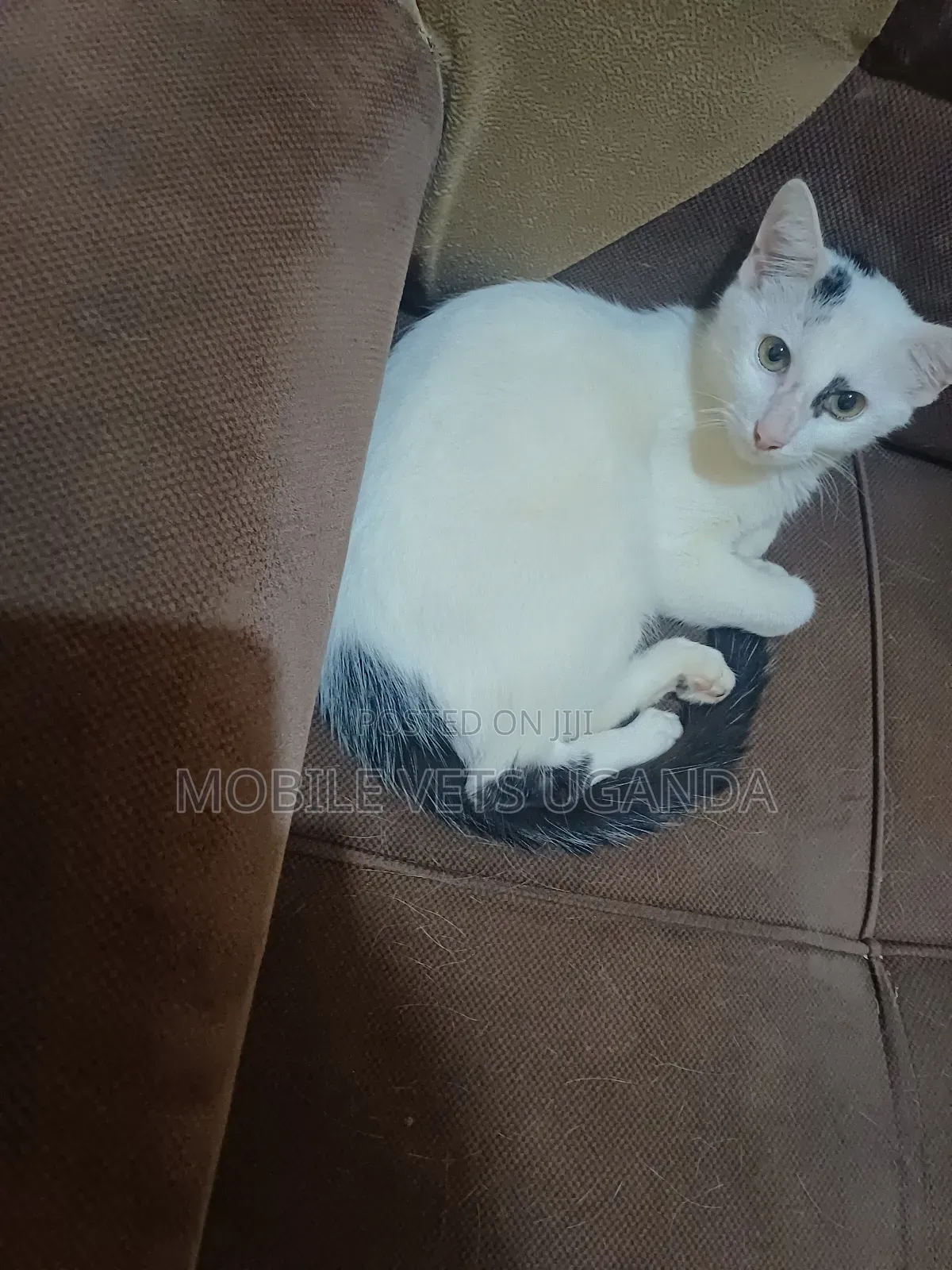 1-3 months Male Purebred Norwegian Forest