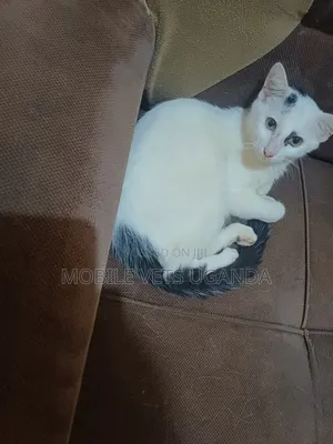 1-3 months Male Purebred Norwegian Forest
