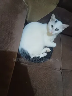 3-6 months Male Purebred Devon Rex