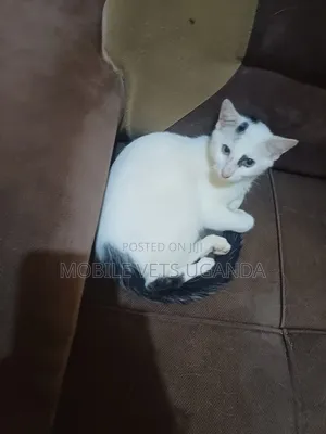 3-6 months Male Purebred European Burmese