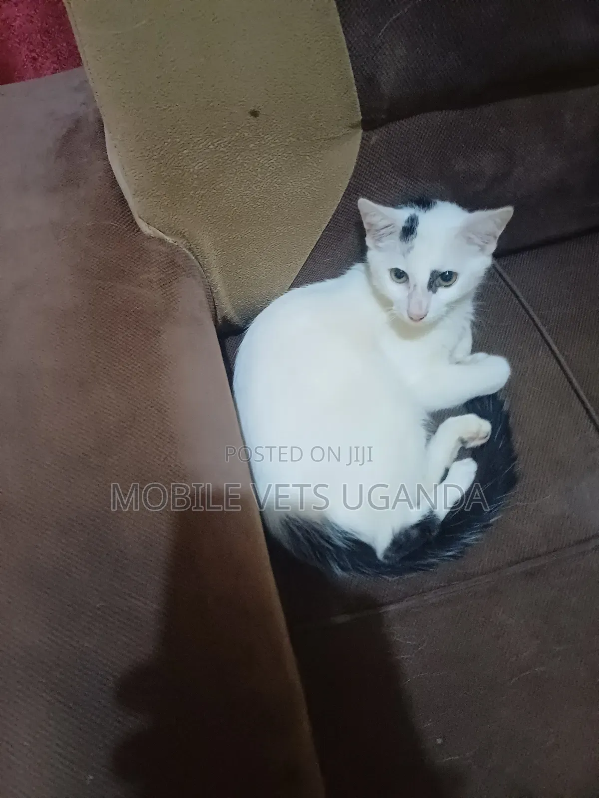 1-3 months Female Purebred Javanese