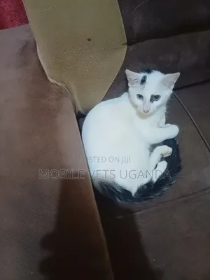 1-3 months Female Purebred Javanese