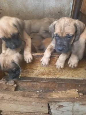 3-6 months Female Purebred Boerboel