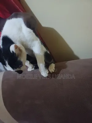 1-3 months Female Purebred Singapura