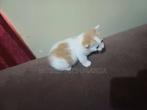 0-1 month Female Purebred Burmese