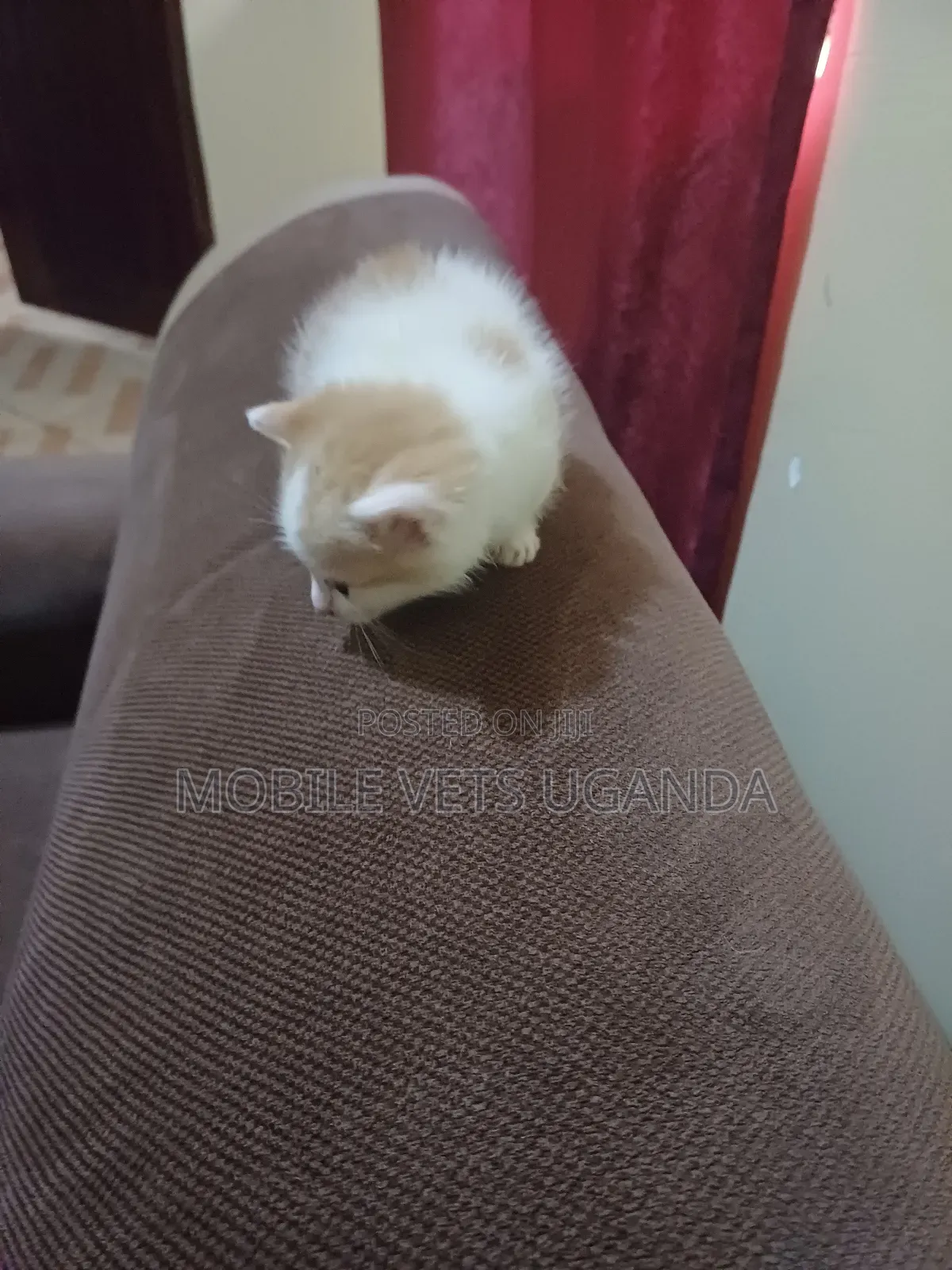 1-3 months Male Purebred Oriental