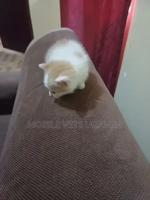 1-3 months Male Purebred Oriental