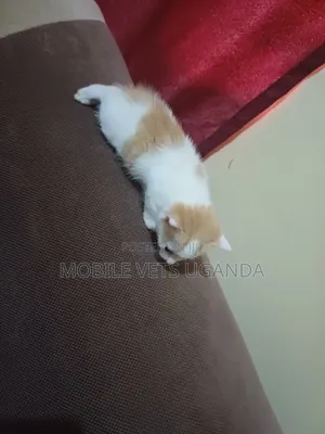 0-1 month Male Purebred Javanese