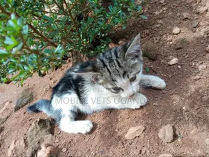 0-1 month Female Purebred Singapura