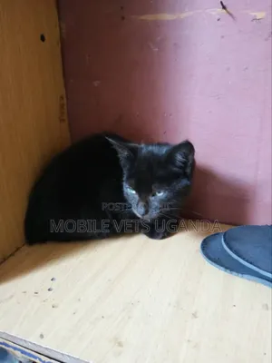 3-6 months Female Purebred Sphynx