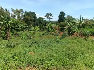 50 Acres at Damba Island Near Mukono