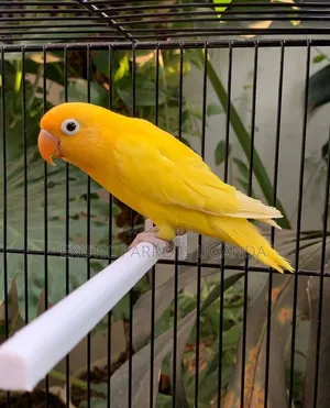 Lovebirds Available