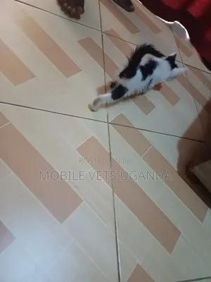 0-1 month Male Purebred British Shorthair