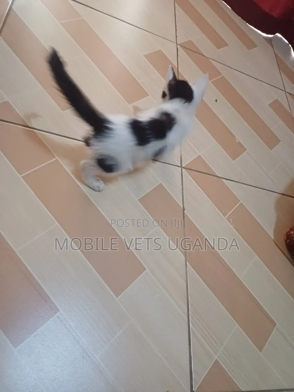 1-3 months Female Purebred Burmilla
