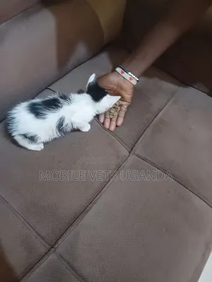 1-3 months Female Purebred Bombay