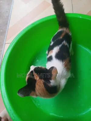 1-3 months Male Purebred Balinese