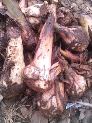 Gonja Banana Suckers