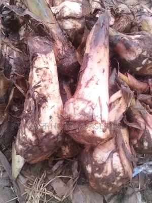Gonja Banana Suckers