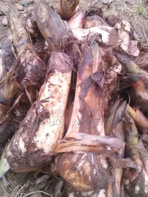 Gonja Banana Suckers