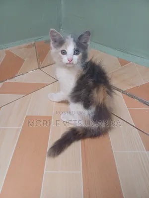 0-1 month Male Purebred British Shorthair