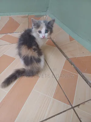 0-1 month Female Purebred American Curl