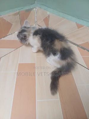3-6 months Female Purebred LaPerm