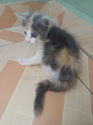 1-3 months Male Purebred Korat