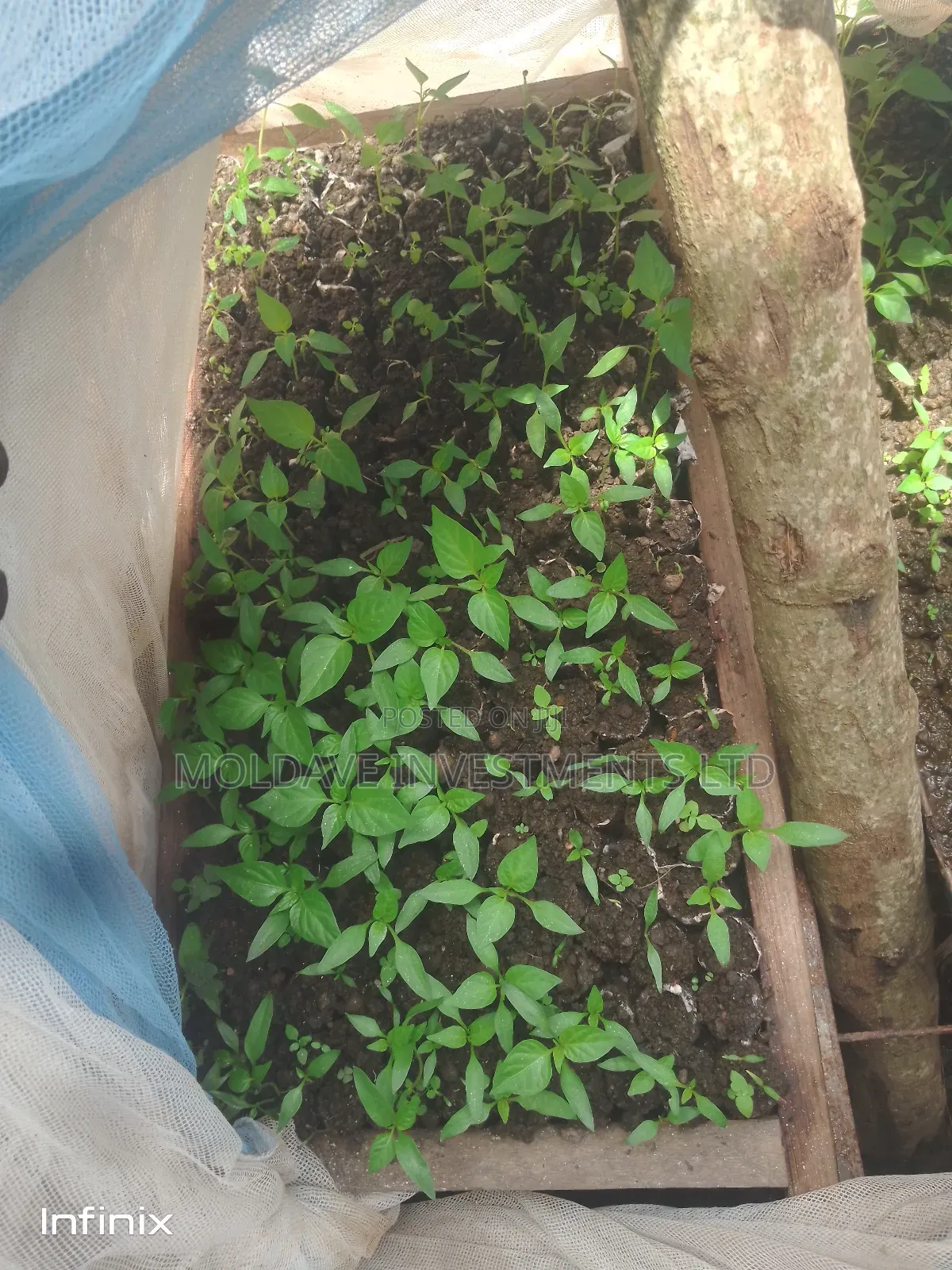Green Paper Nursery Bed