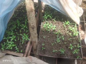 Green Paper Nursery Bed