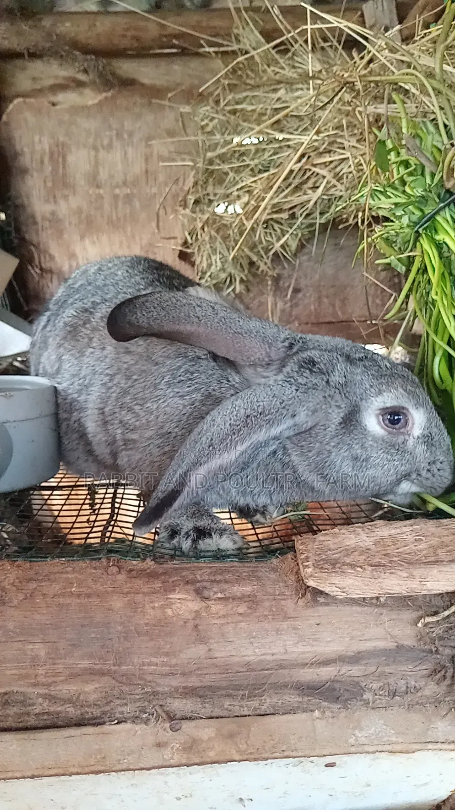 Exotic Flemish Giant Rabbits