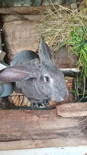 Exotic Flemish Giant Rabbits