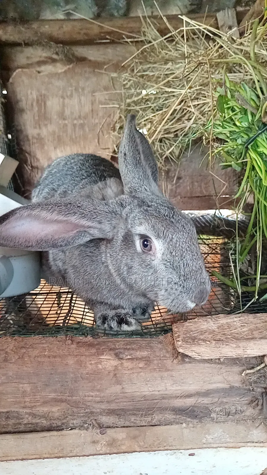 Exotic Flemish Giant Rabbits