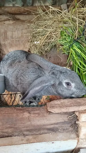 Exotic Flemish Giant Rabbits