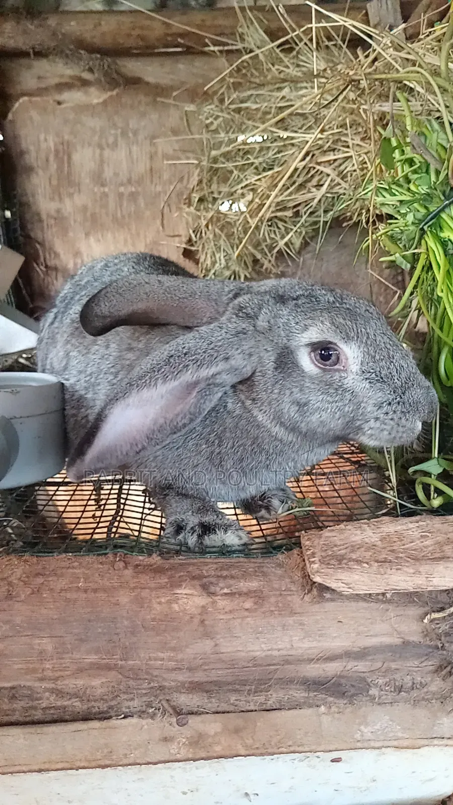 Exotic Flemish Giant Rabbits