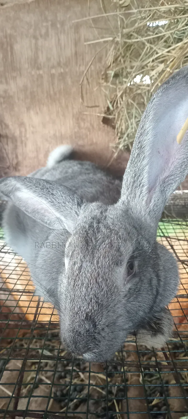 Exotic Flemish Giant Rabbits