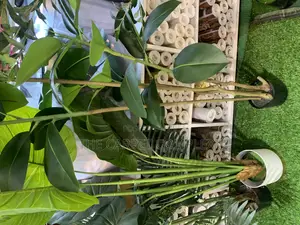 Plants Each Piece
