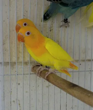 Bird Pets Friendly Lovebirds