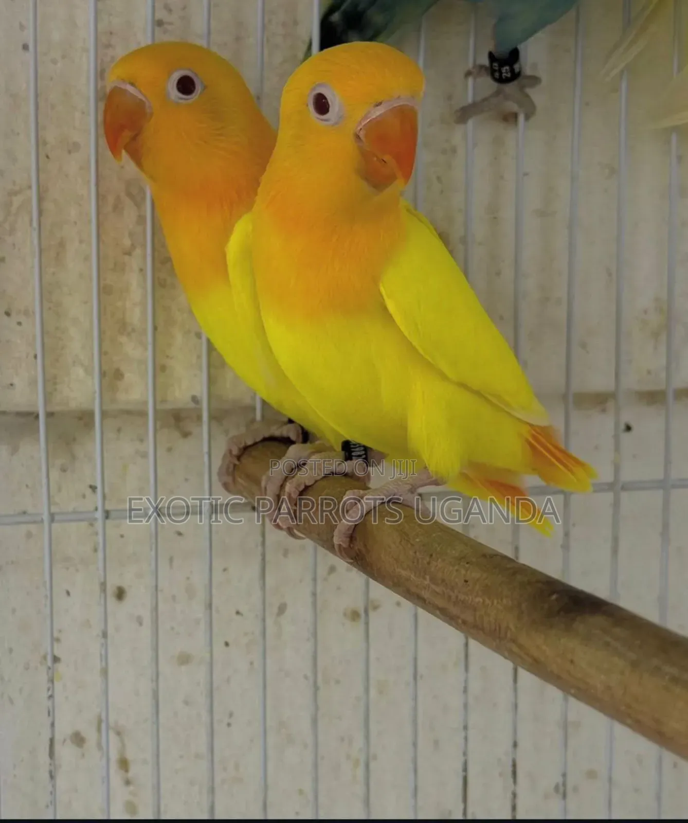 Lovebirds Available Now Free Cages