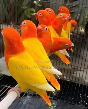 Lovebirds Parrots