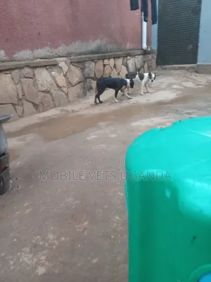 0-1 month Male Purebred Boston Terrier