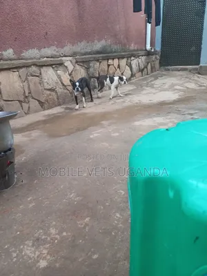 1-3 months Male Purebred Boston Terrier