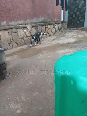 3-6 months Female Purebred Boston Terrier