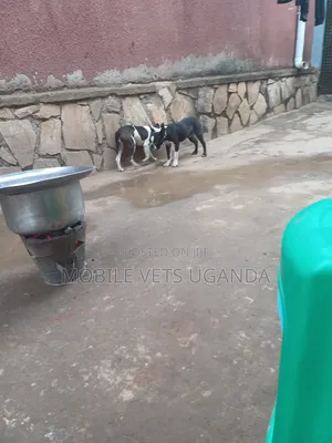 1-3 months Female Purebred Boston Terrier