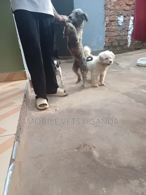6-12 months Male Purebred Maltese